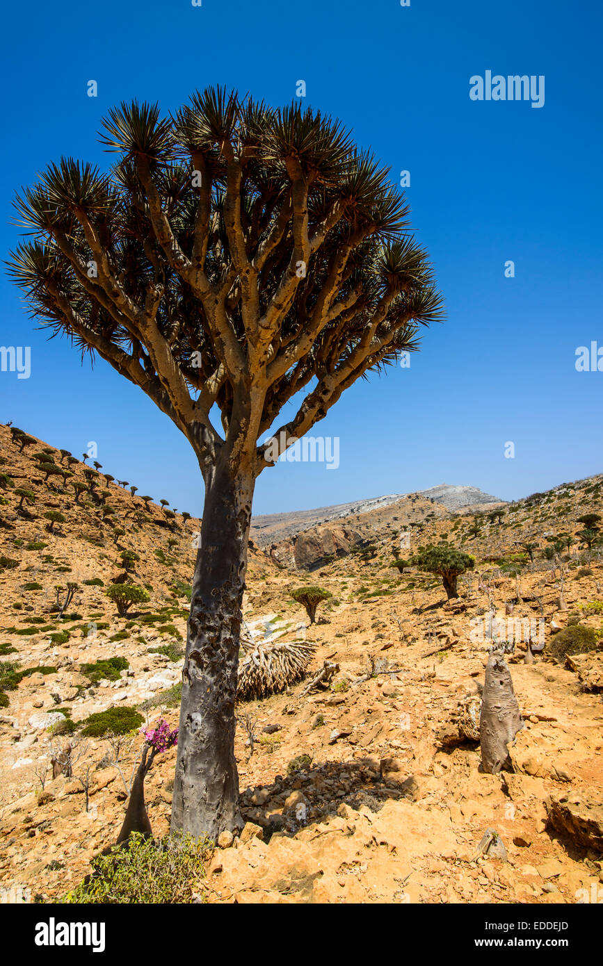 Socotra arbre dragon ou Dragon Blood Tree (Dracaena cinnabari), Homhil zone protégée, l'île de Socotra, au Yémen Banque D'Images