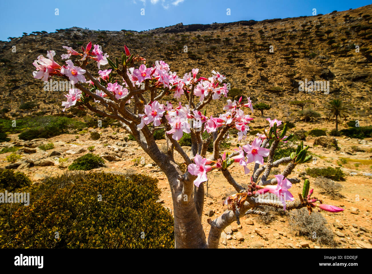 Arbre Généalogique Rose Du Désert Adenium Obesum En Fleur
