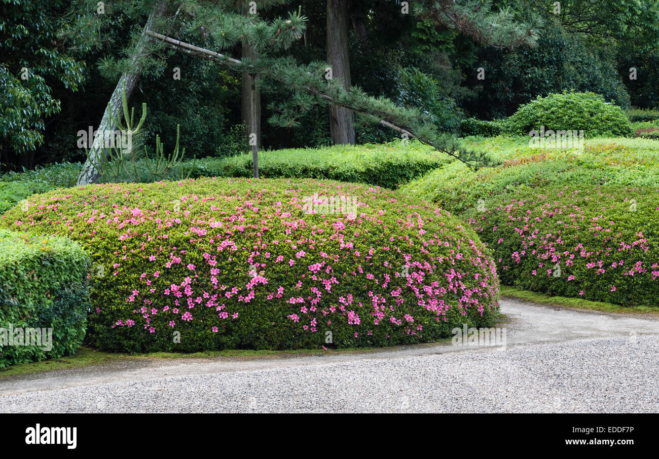 Jiko-dans temple zen, Nara, Japon. Le 17c jardin de gravier blanc et azalées clippé Banque D'Images