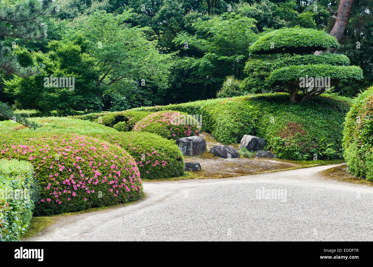 Jiko-dans temple zen, Nara, Japon. Le 17c jardin de gravier blanc et azalées clippé Banque D'Images