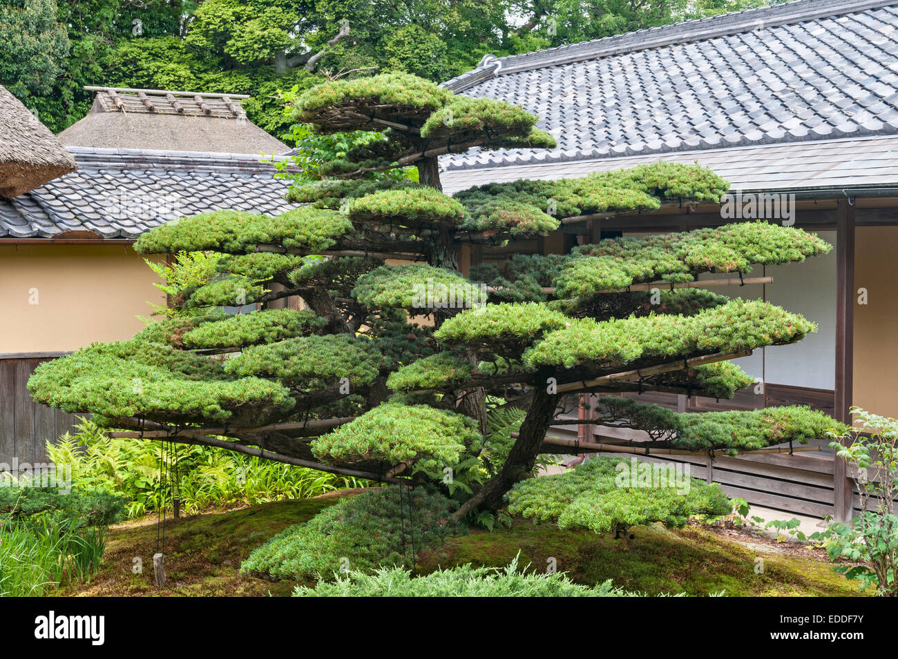 Jiko-dans temple zen, Nara, Japon. Un arbre de pin soigneusement formés dans la cour Banque D'Images