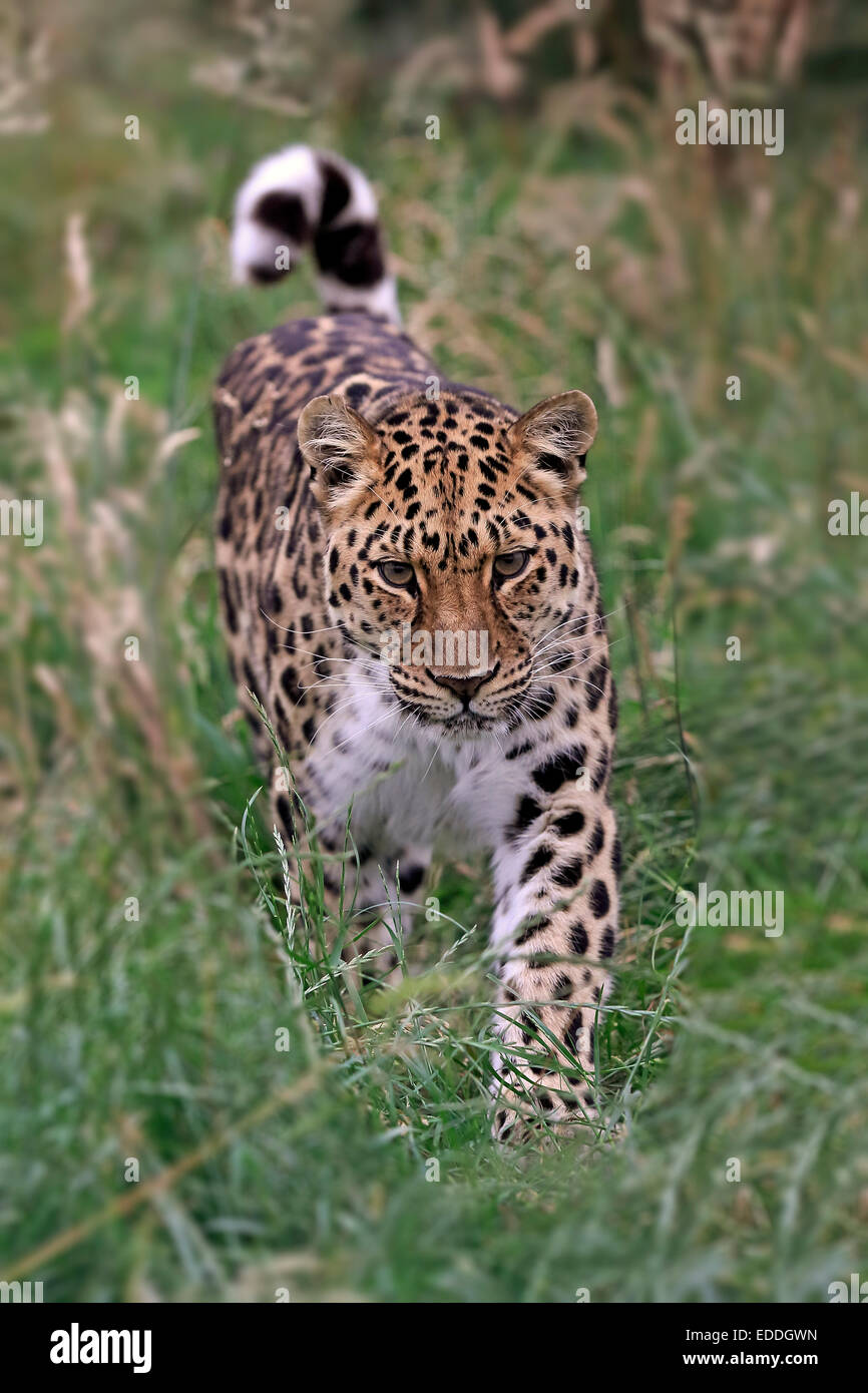 Amur Leopard (Panthera pardus orientalis), des profils, de filatures, originaire d'Asie, captive, Angleterre, Royaume-Uni Banque D'Images