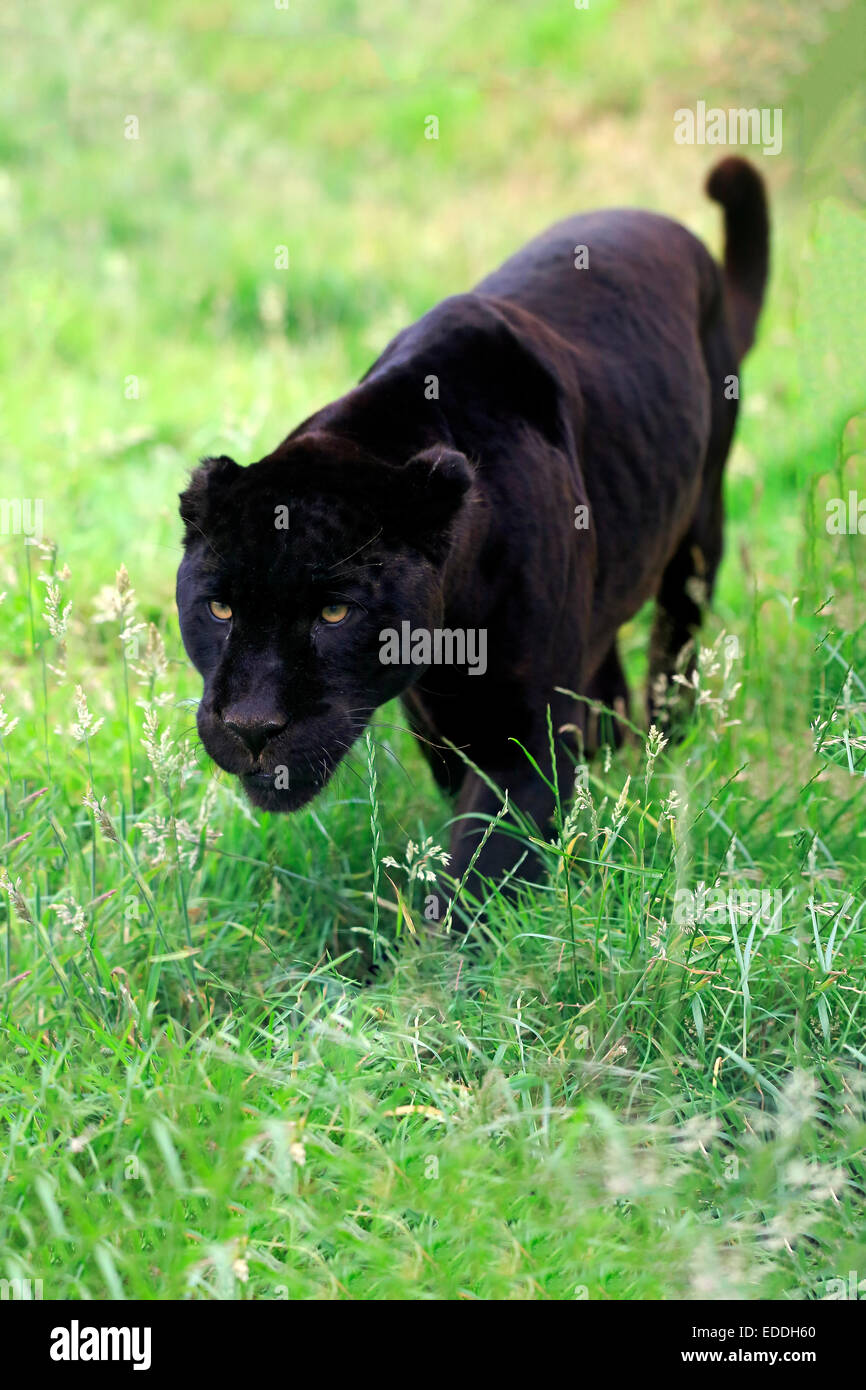 Black Panther, Jaguar (Panthera onca), des profils, de filatures, originaire d'Amérique du Sud, captive, Angleterre, Royaume-Uni Banque D'Images