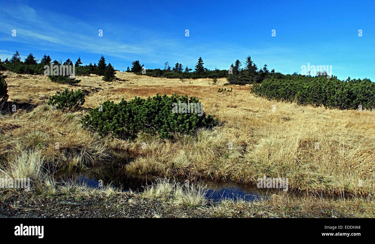 Prairie de montagne avec les landes, broussailles et petit lac au cours de randonnées dans les monts des Géants de l'automne Banque D'Images