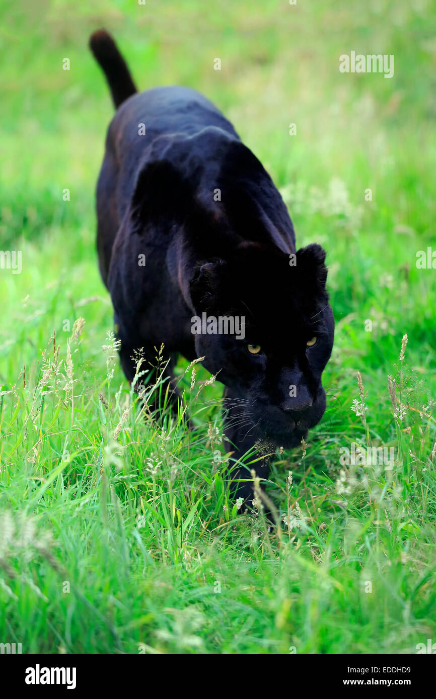 Black Panther, Jaguar (Panthera onca), des profils, de filatures, originaire d'Amérique du Sud, captive, Angleterre, Royaume-Uni Banque D'Images