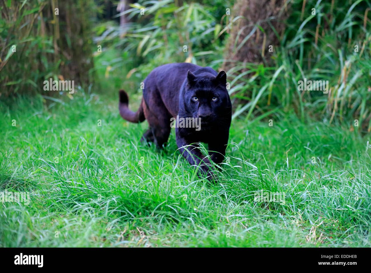 Léopard, panthère noire (Panthera pardus), des profils, de filatures, de provenance de l'Afrique, captive, Angleterre, Royaume-Uni Banque D'Images