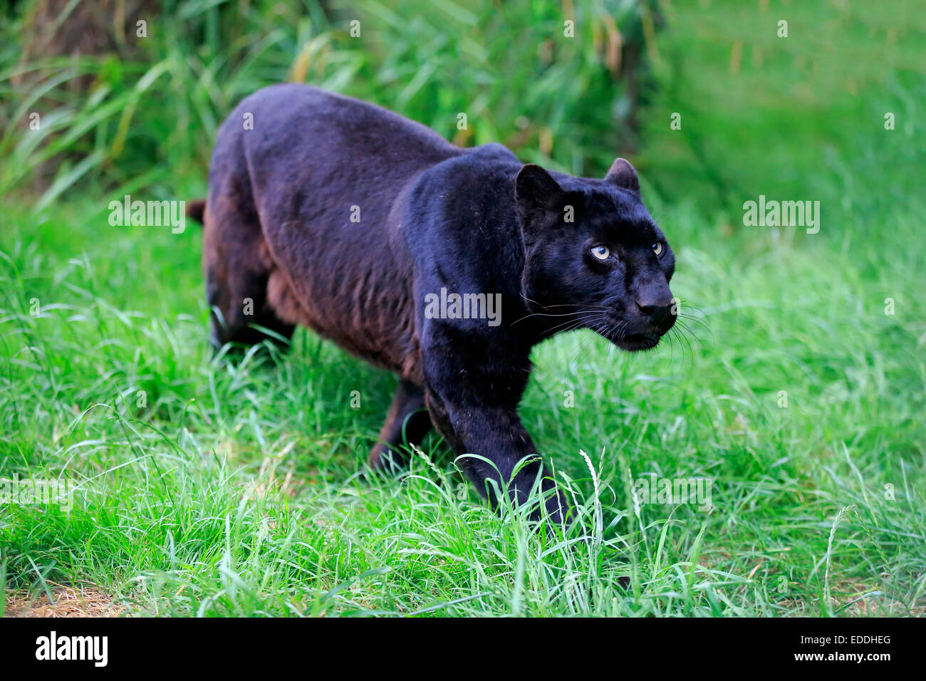 Léopard, panthère noire (Panthera pardus), des profils, de filatures, originaire d'Afrique, captive, Angleterre, Royaume-Uni Banque D'Images