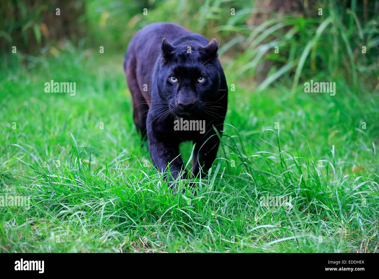 Léopard, panthère noire (Panthera pardus), des profils, de filatures, originaire d'Afrique, captive, Angleterre, Royaume-Uni Banque D'Images