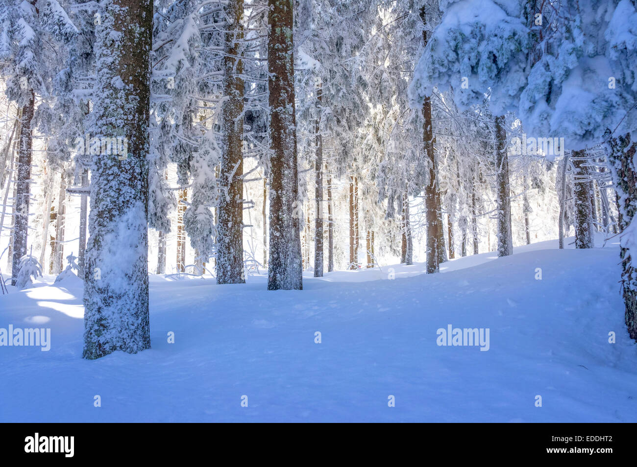 Allemagne, Bade-Wurtemberg, forêt noire, forêt couverte de neige Banque D'Images