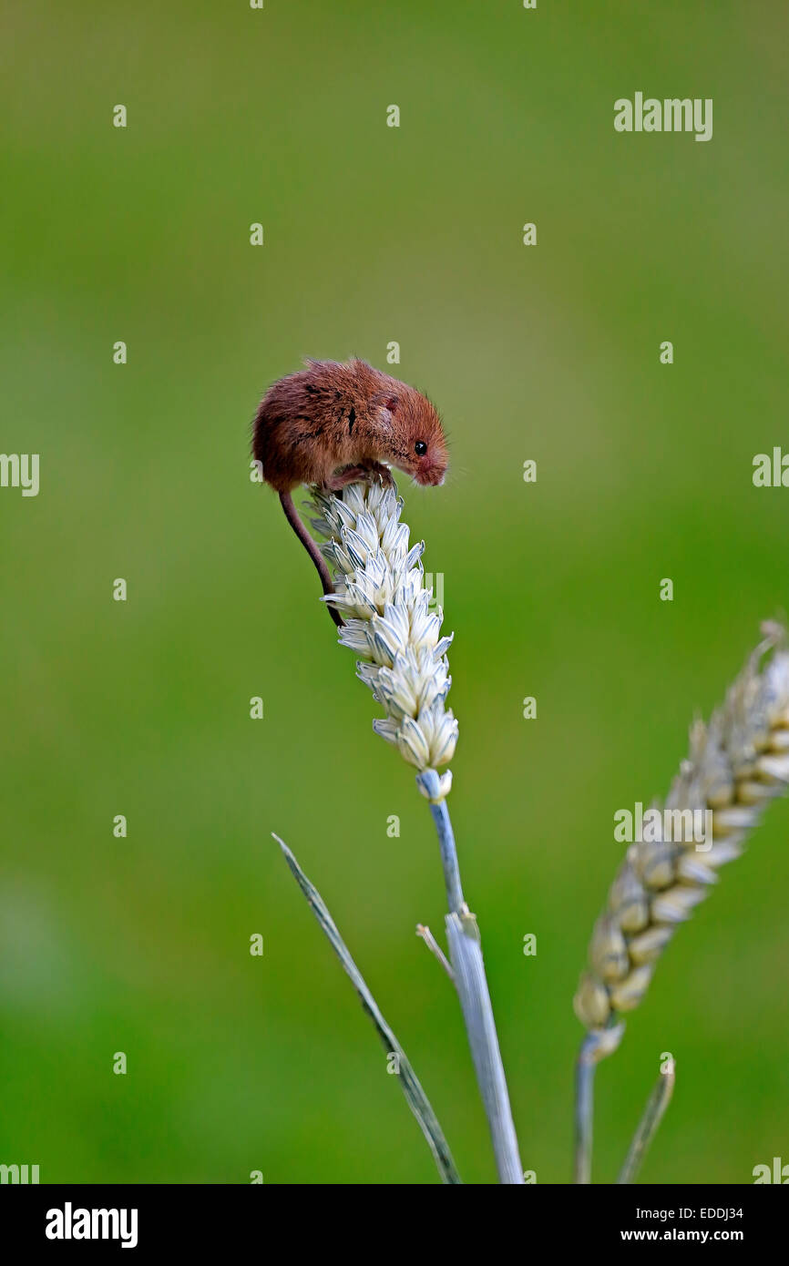 Souris d'Eurasie (Micromys minutus), des profils d'escalade sur une oreille de blé, Surrey, Angleterre, Royaume-Uni Banque D'Images