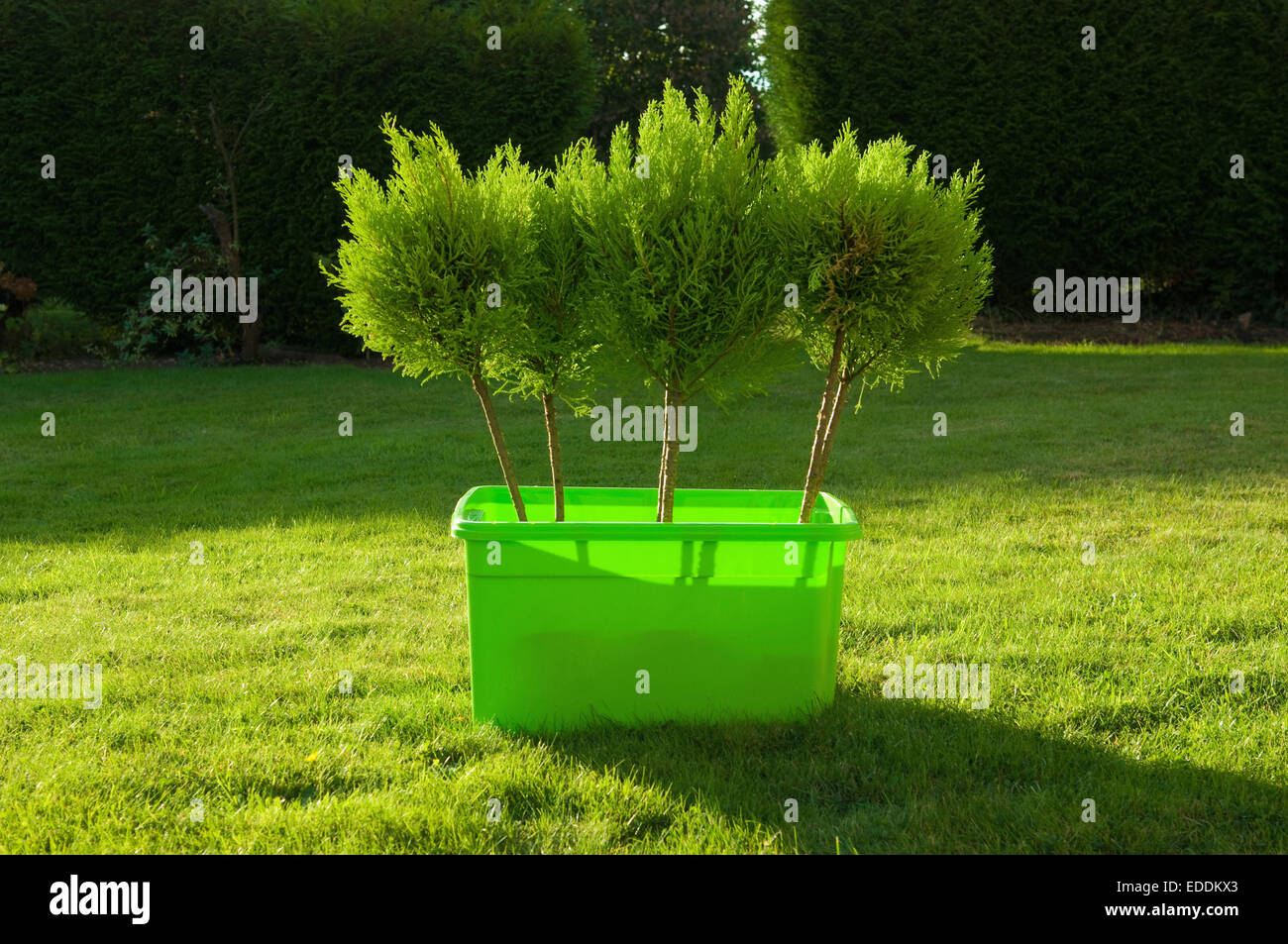 Les jeunes arbres dans une boîte en plastique vert debout sur une pelouse. Banque D'Images