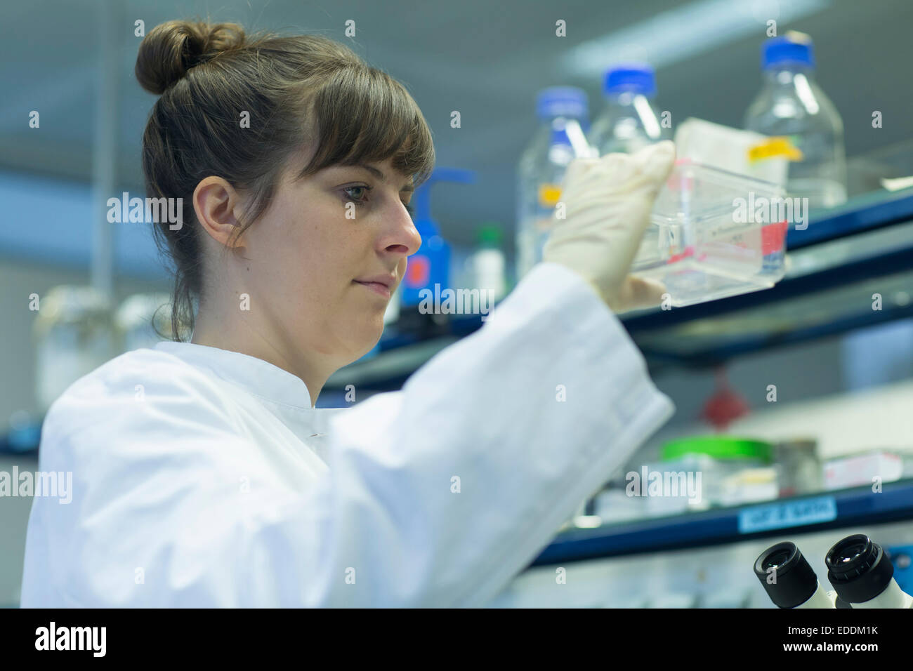 Jeune femme chercheur en sciences naturelles travaillant dans labroratory Banque D'Images
