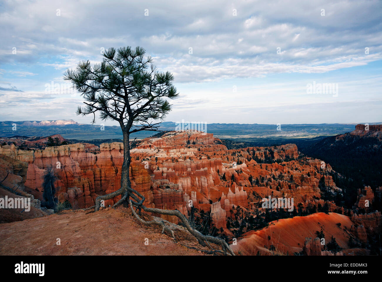 Le paysage de Bryce Canyon, avec de profondes vallées et des crêtes. Un seul arbre. Banque D'Images