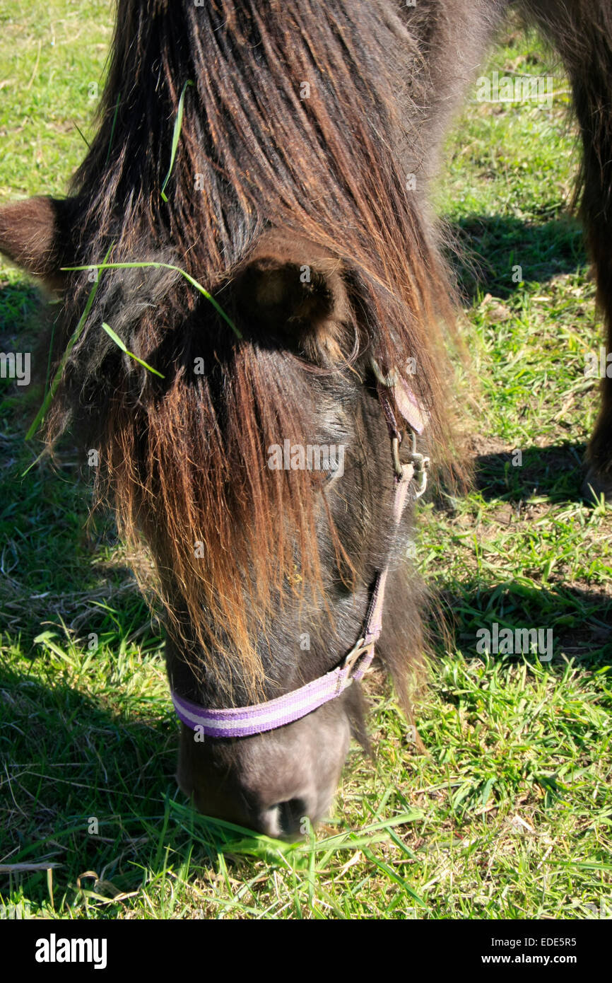 Tinker, Irish Tinker ou Gypsy Cob sont des noms pour les chevaux de la race Irish Cob chevaux et d'autres caractéristiques similaires. Tinker sont forts chevaux travail trapu avec de fortes physique osseux. Photo : Klaus Nowottnick Date : avril 19, 2014 Banque D'Images