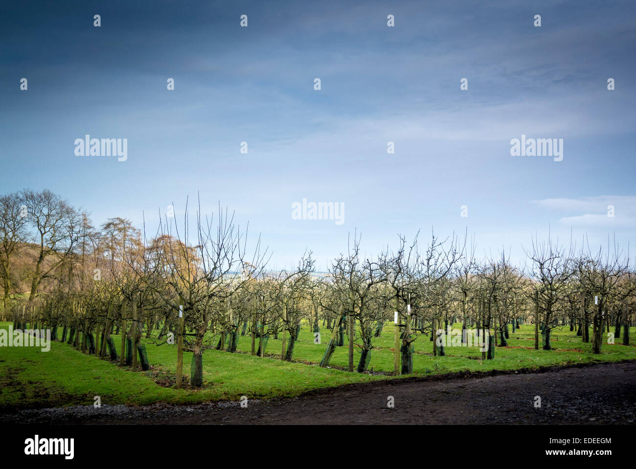 Ampleforth Abbey Verger cidre en hiver Banque D'Images