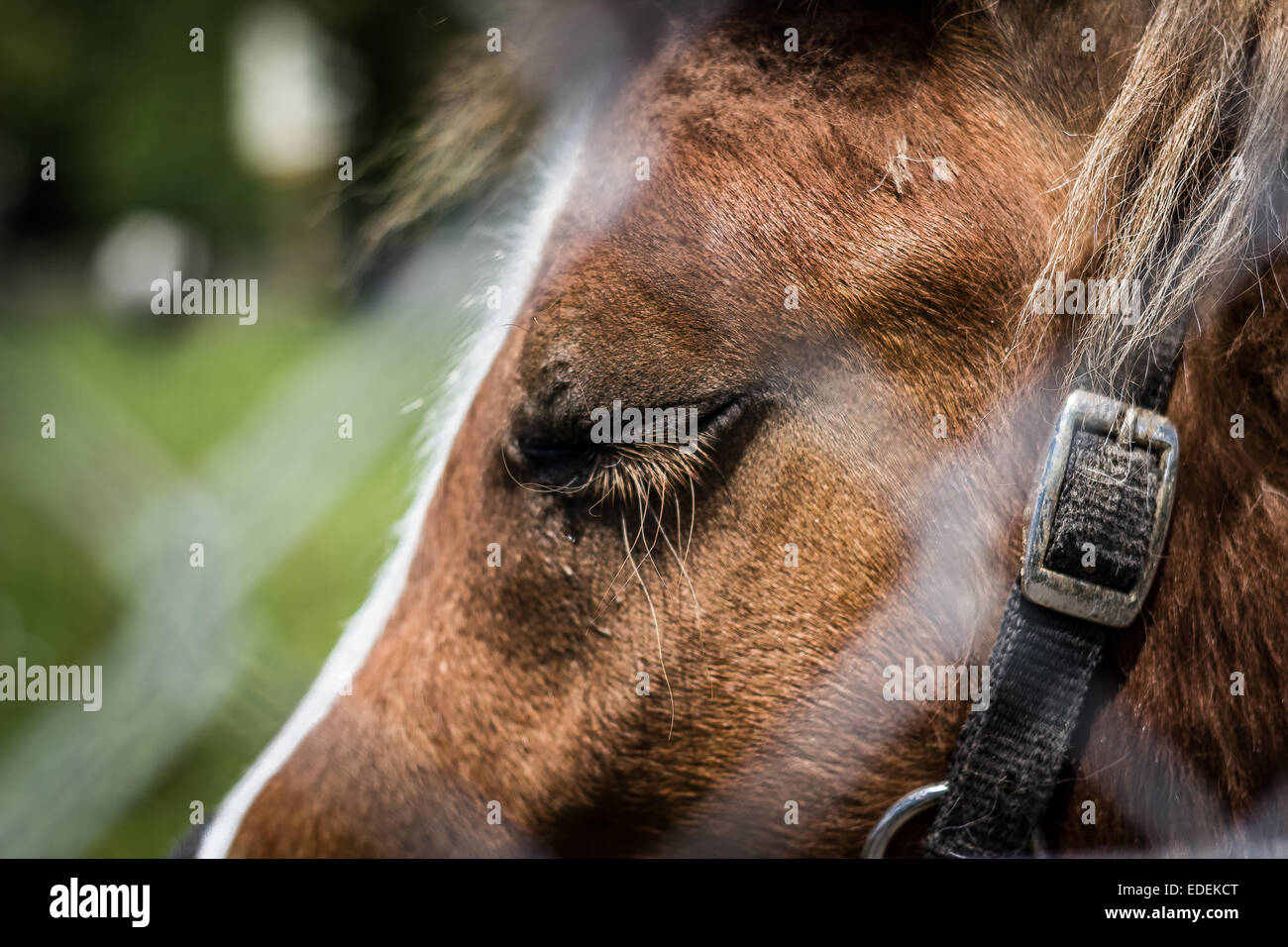 Close up de la bouche d'un cheval. Banque D'Images