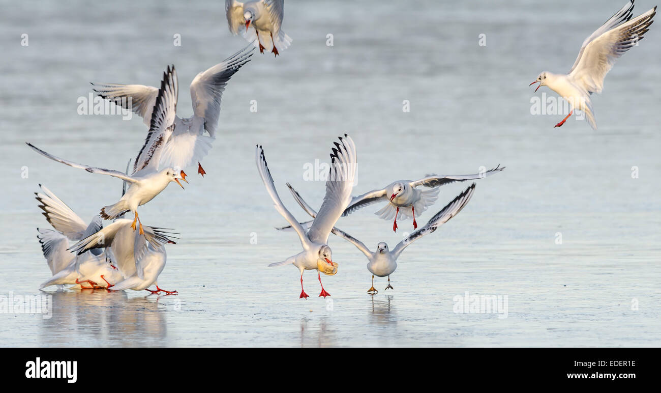 Des mouettes et autres goélands qui se battent pour un morceau de pain sur un lac gelé. Banque D'Images