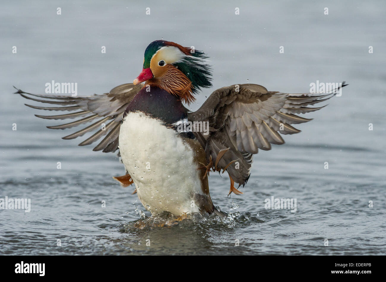 Canard Mandarin mâle avec ses ailes étalées tout en nettoyant son plumage très orné et élaborée. Banque D'Images