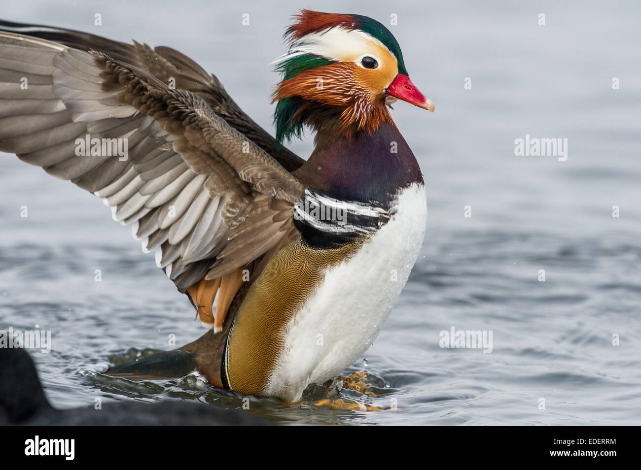 Canard Mandarin mâle avec ses ailes étalées tout en nettoyant son plumage très orné et élaborée. Banque D'Images