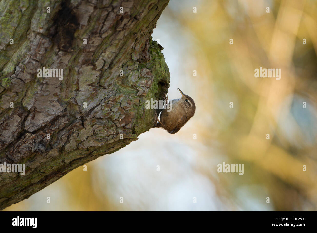 Le Troglodyte mignon (Troglodytes troglodytes) - UK Banque D'Images