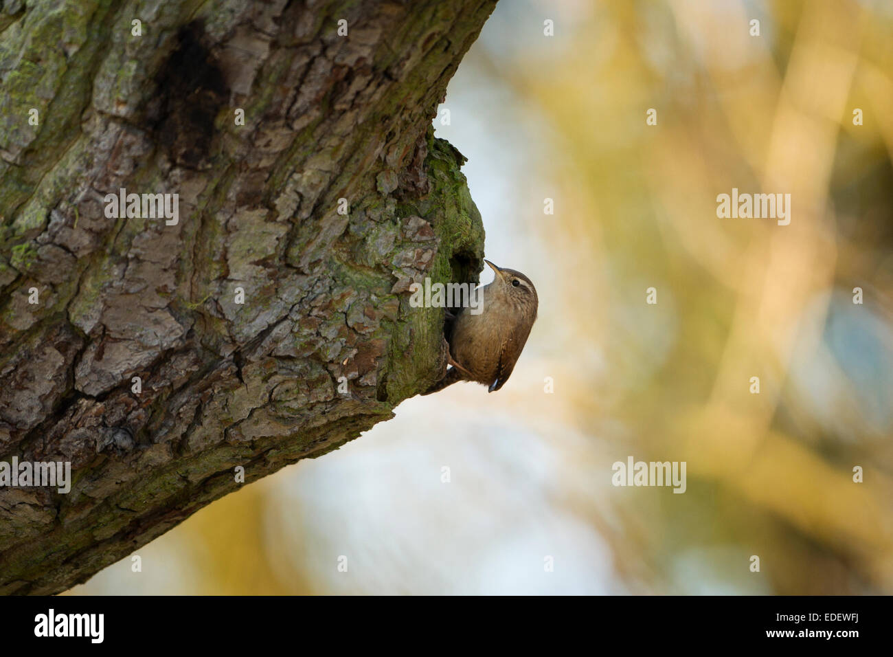 Le Troglodyte mignon (Troglodytes troglodytes) - UK Banque D'Images