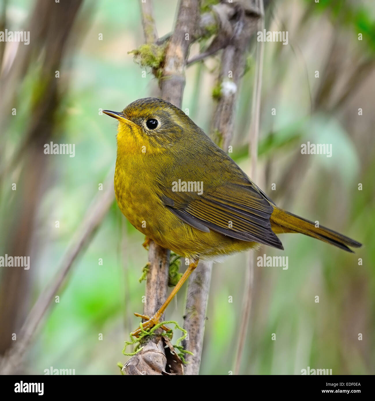 Bel oiseau jaune, Golden femelle Tarsiger Robin Bush (chrysaeus), debout sur une branche, portrait Banque D'Images