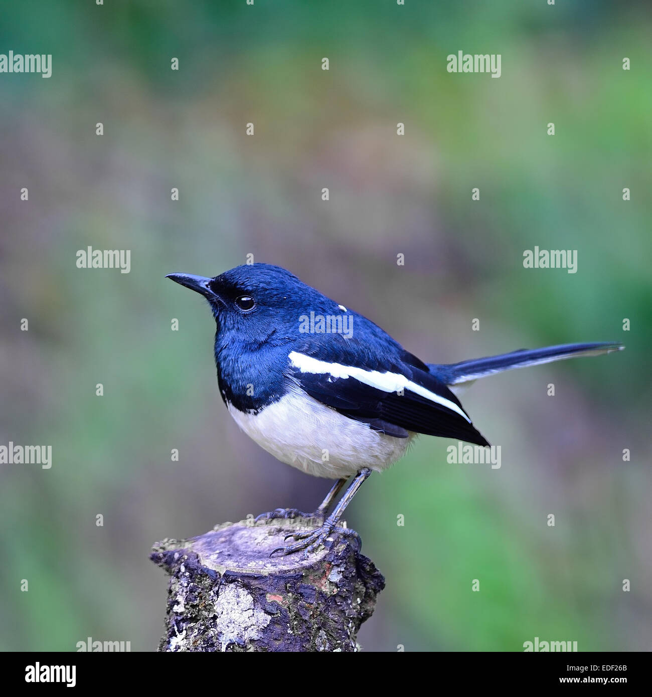 Beau noir et blanc, homme d'oiseaux pie chanteuse Oriental (Copsychus saularis), debout sur le journal, portrait Banque D'Images