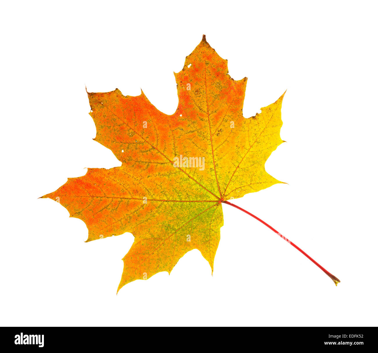 Une feuille d'érable aux couleurs de l'automne sur un fond blanc. Banque D'Images