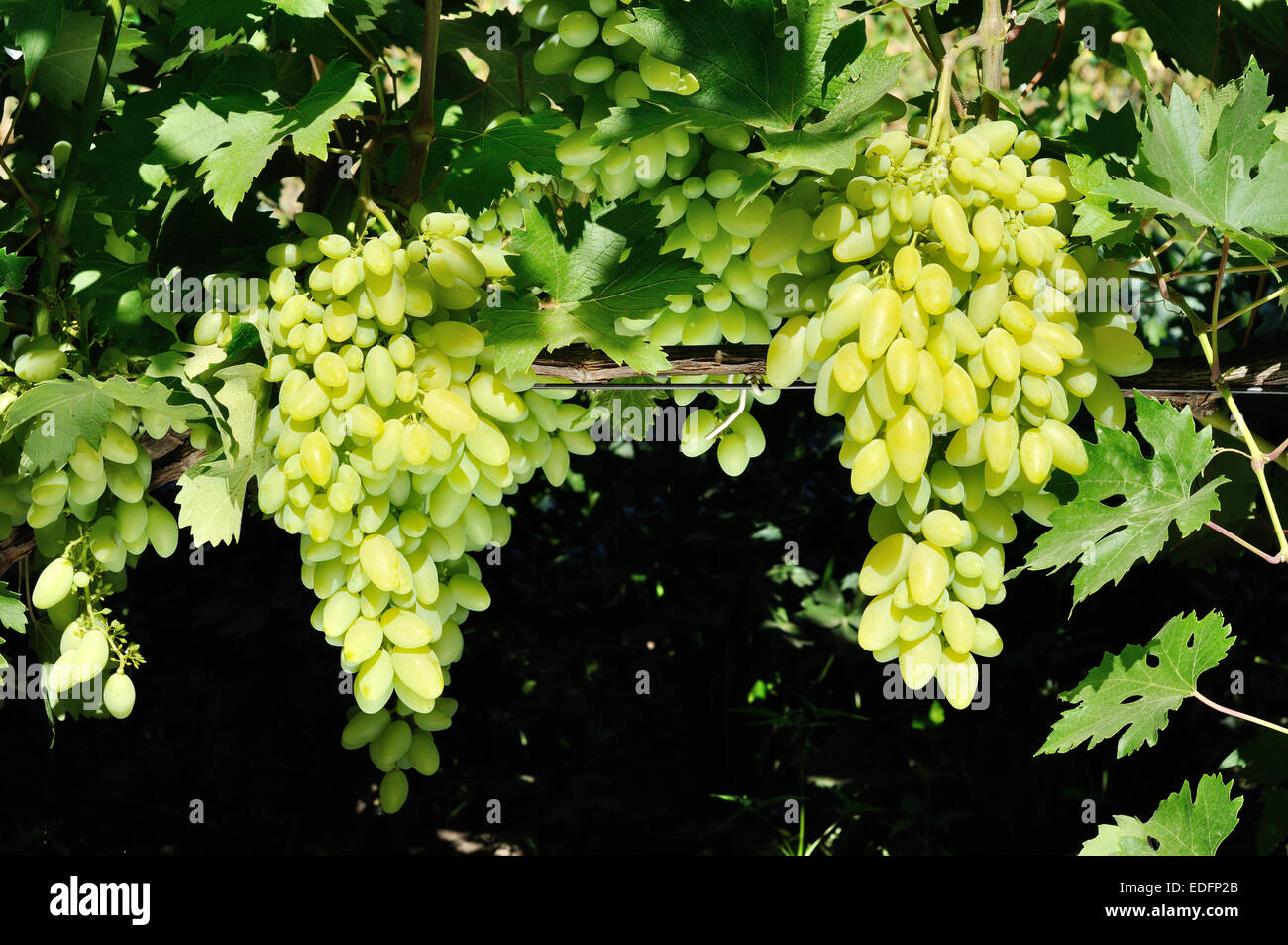 Deux grappes de raisins blancs sur vine Banque D'Images