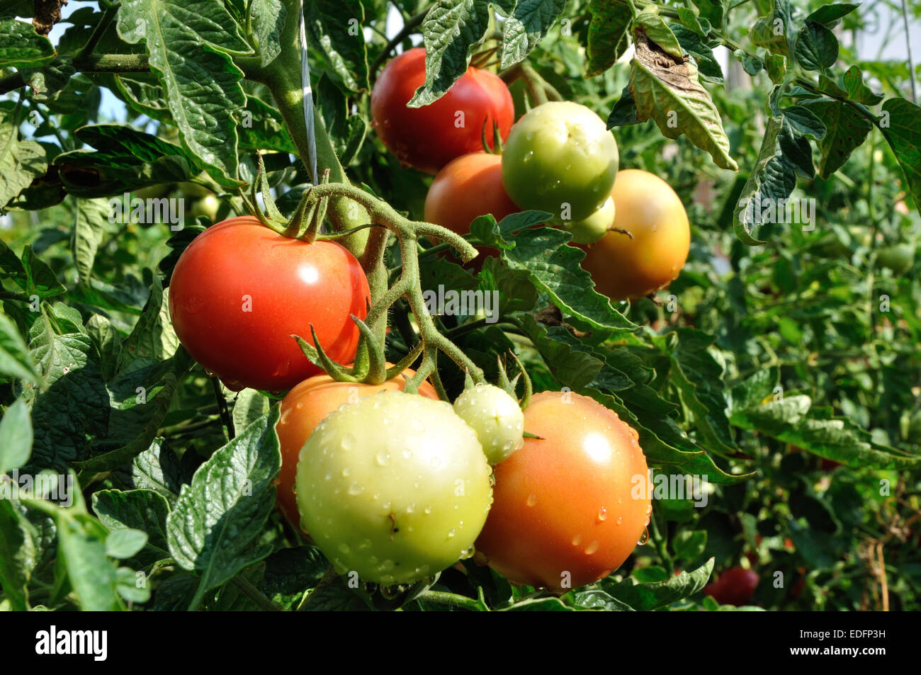 Bouquet de tomates rouges avec de l'eau gouttes Banque D'Images