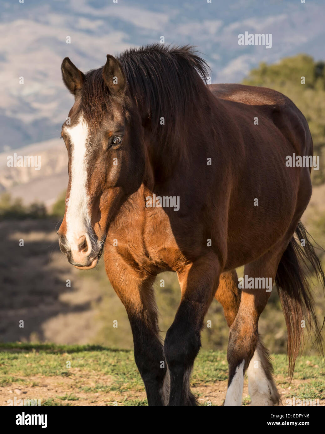 Blue Eyed Irish Sport Horse Banque D'Images