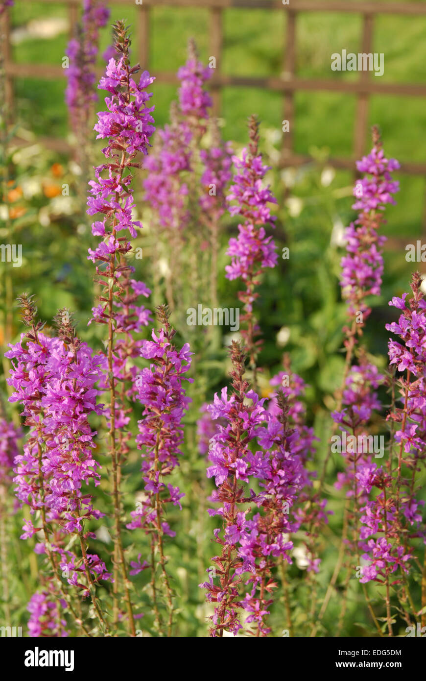 La salicaire Lythrum salicaria plantés dans un jardin de la faune Banque D'Images