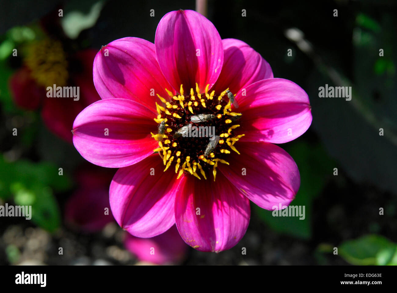 Dalia rose vif, fleurs petites fleurs se nourrissant de pollen la Banque D'Images
