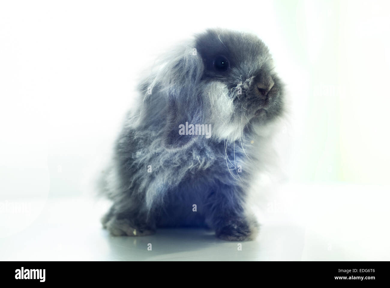 Un mignon bébé bunny isolé sur fond blanc Banque D'Images