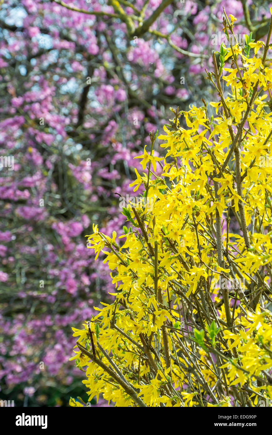 Forsythia jaune et rose Flowering Cherry Blossom Banque D'Images