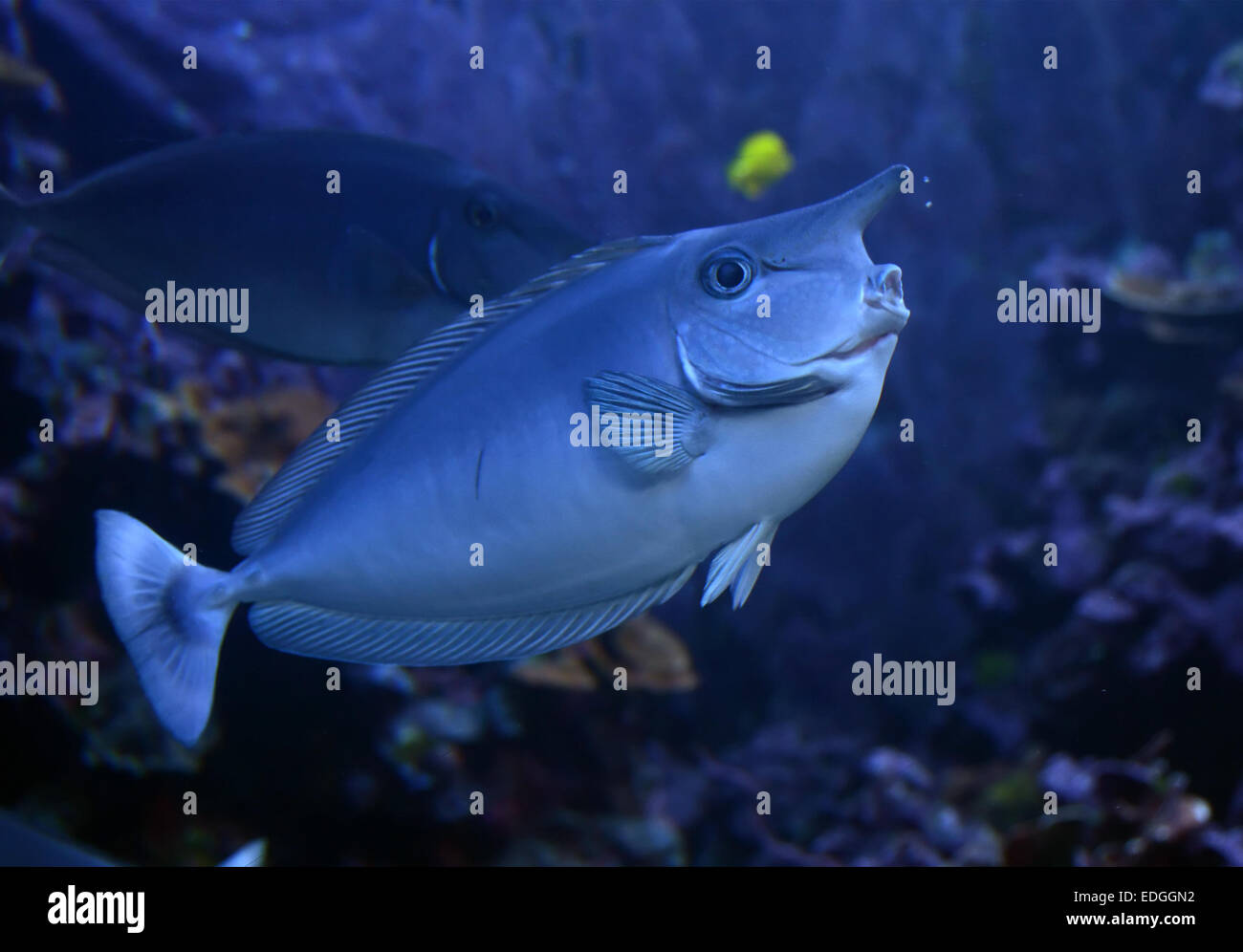 Poisson Unicorn (Naso unicornis) vu près de New York Banque D'Images
