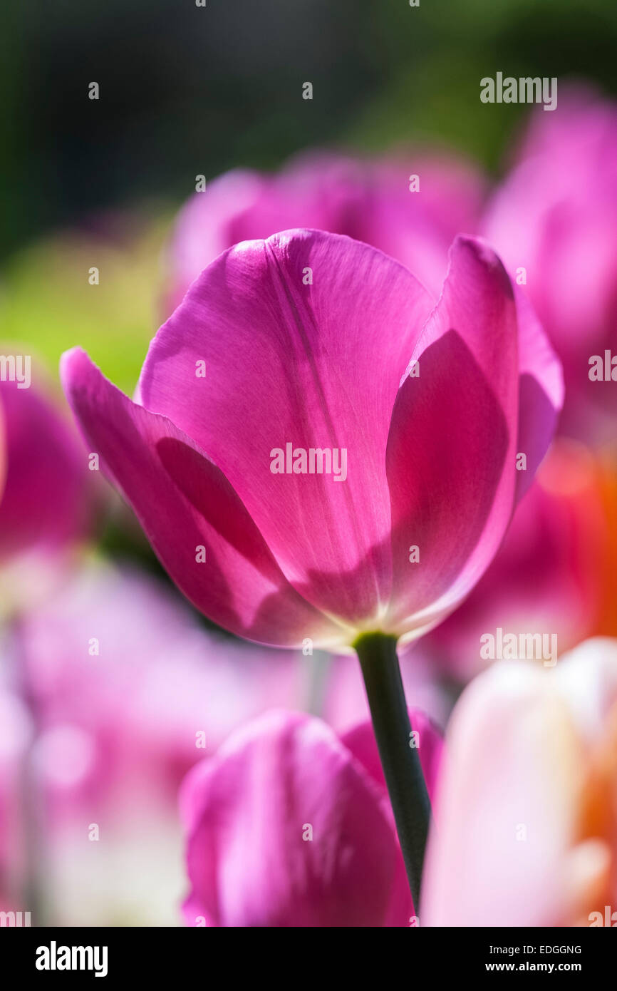 Les tulipes de pourpre et de couleurs pastel Banque D'Images