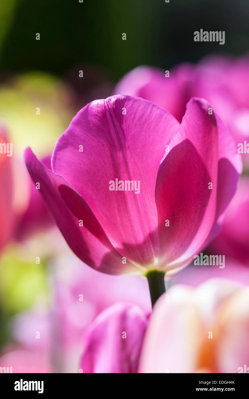 Les tulipes de pourpre et de couleurs pastel Banque D'Images