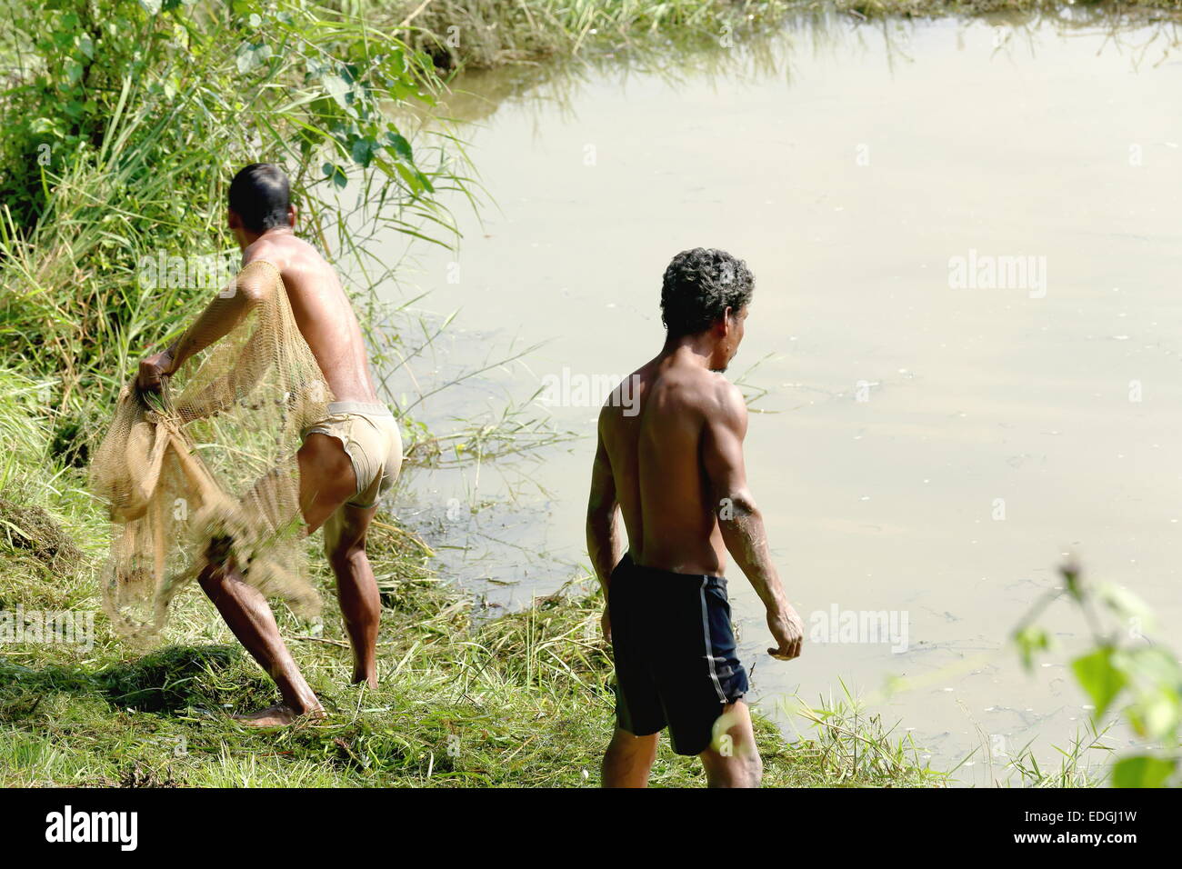 CHITWAN, NÉPAL - 14 OCTOBRE : le pêcheur local lance un épervier pour la pêche dans un étang à côté de la rivière du Teraï sur octobre 14,2012 Banque D'Images