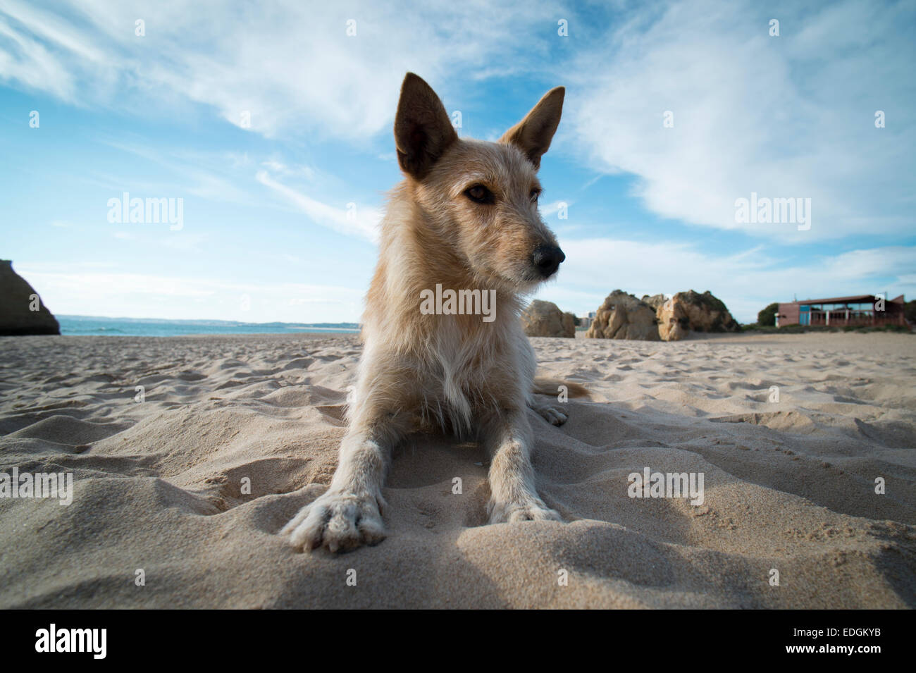 Chien assis sur la plage de l'Algarve Portugal Banque D'Images