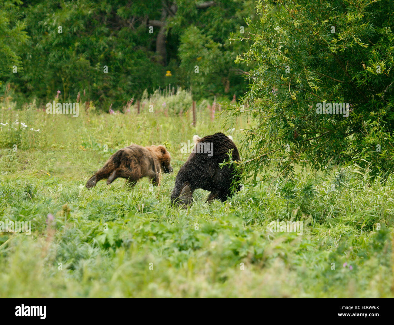 Homme de l'ours brun (Ursus arctos) à la poursuite d'un autre ours cub dans le lac Kurile, péninsule du Kamchatka, en Russie. Banque D'Images