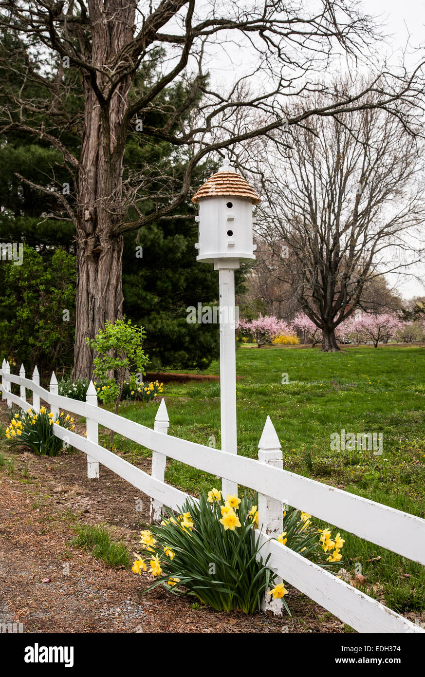 Birdhouse, bordure de la clôture de cornichons blancs et fleurs de jonquille printanière sur une ferme à Allentown, New Jersey, États-Unis Banque D'Images