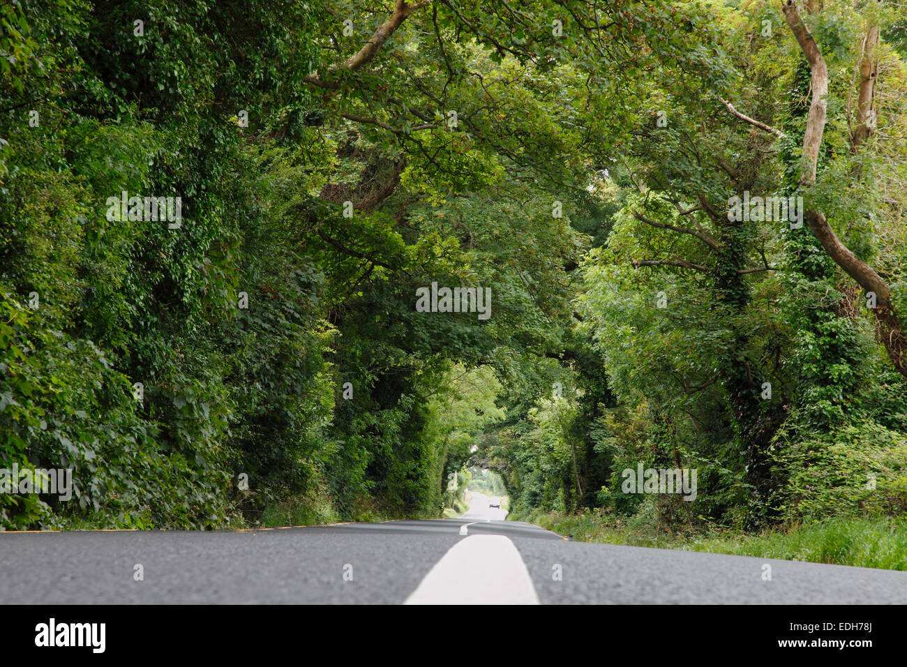 Les haies dans le comté de Meath, Leinster, Irlande Banque D'Images