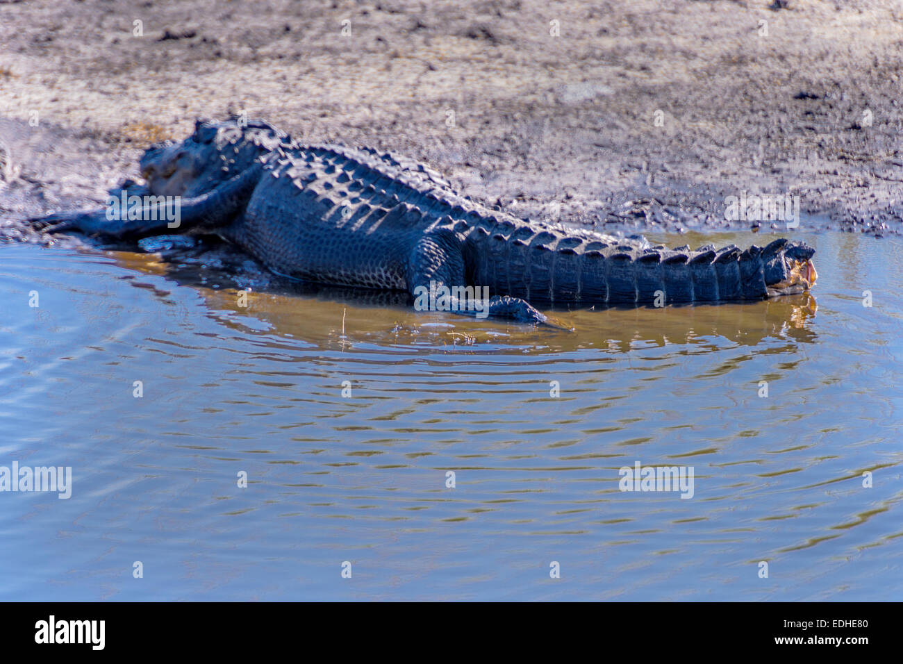 Alligator Banque D'Images