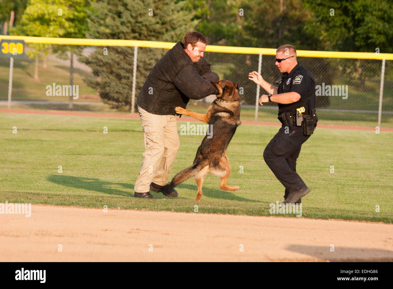 Agent K-9 s'attaquer à un homme qui a attaqué un officier de police manifestation Banque D'Images