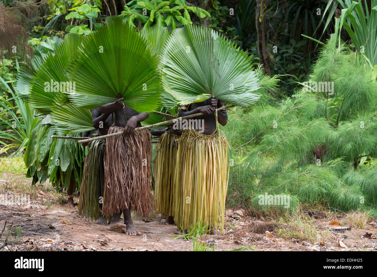 République de Vanuatu, Torres, Loh Island. Des danseurs en costume de cérémonie. Les villageois dans l'herbe jupes avec de grands palmiers. Banque D'Images