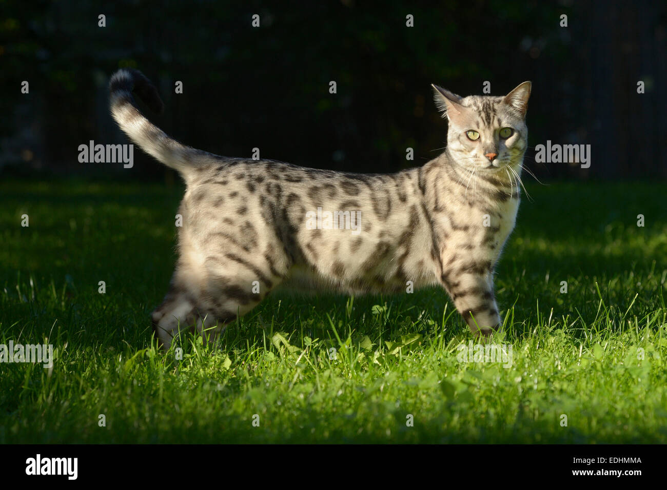 Leopard tomcat (Prionailurus bengalensis) dans le jardin, les animaux domestiques Banque D'Images