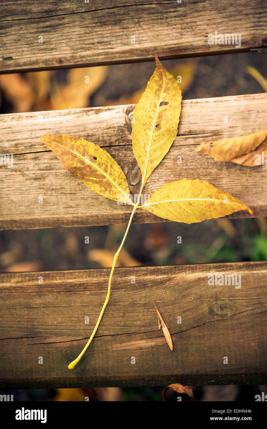 Seule feuille d'automne sur le banc en bois à l'automne Banque D'Images