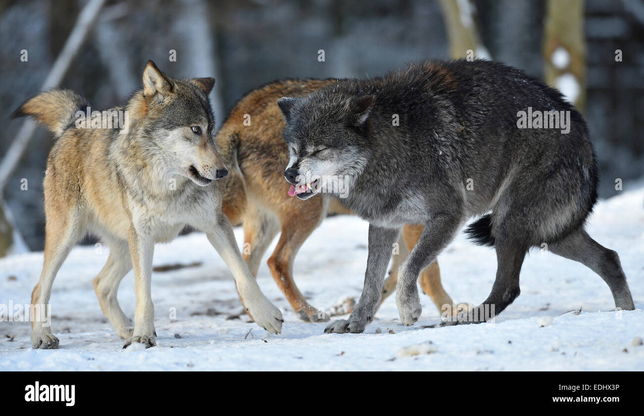 Les jeunes et les femmes loup alpha, alpha Wolf, la menace, le nord-ouest de wolf (Canis lupus occidentalis) dans la neige, captive Banque D'Images
