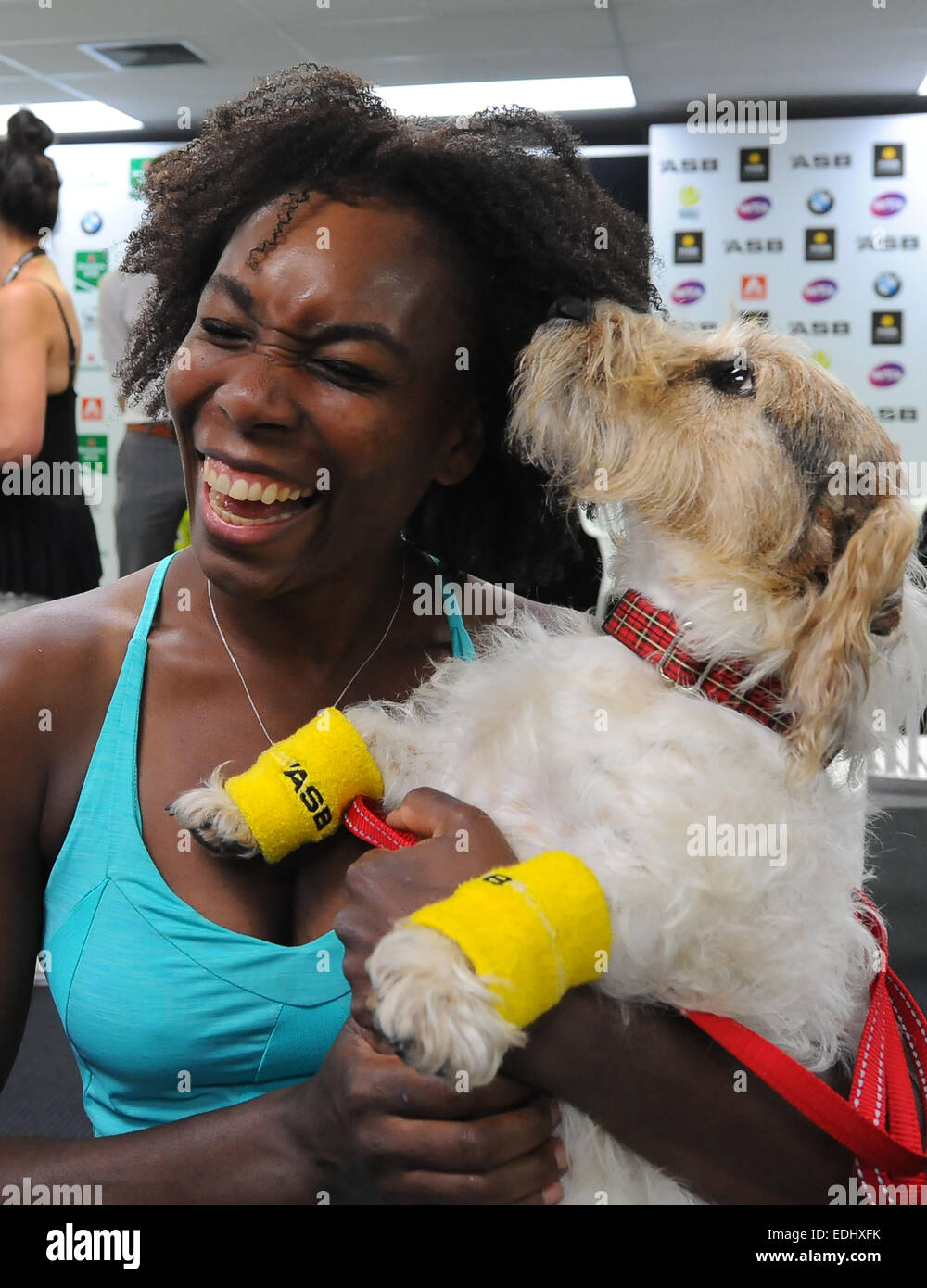 Auckland, Nouvelle-Zélande. 07Th Jan, 2015. ASB Classic International WTA. Cuisine américaine Venus Williams à l'ASB Bank ball chien sur Jour 3 de l'ASB Classic Women's International. Credit : Action Plus Sport/Alamy Live News Banque D'Images